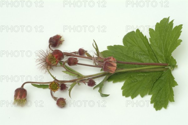Water avens (Geum rivale), medicinal plant, medicinal use
