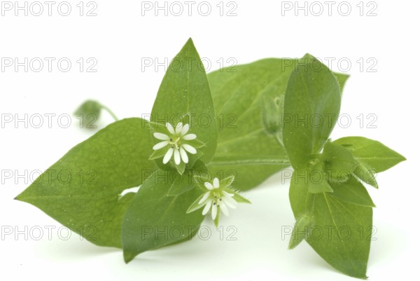 Greater stitchwort (Stellaria holostea), Rabelera holostea, also Common Chickweed, medicinal plant