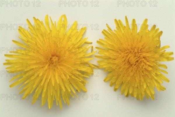 Common dandelion (Taraxacum) Ruderalia, Taraxacum officinale, medicinal plant, the most important