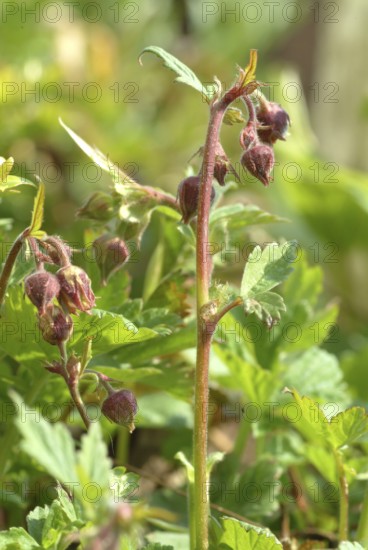 Water avens (Geum rivale), medicinal plant, medicinal use