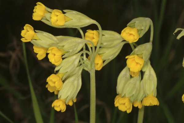 Common cowslip (Primula officinalis), cowslip, apothecary primrose, medicinal plant, plant with