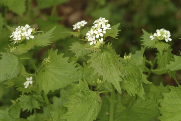 Garlic rue, garlic rue, medicinal plant, seasoning plant, spice, herb, wild plant, medicinal use,