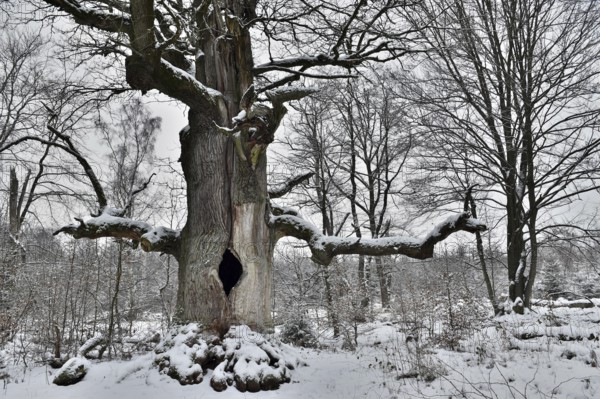 Old oak in winter, Sababurg primeval forest, Reinhardswald, Hesse, Germany, Europe