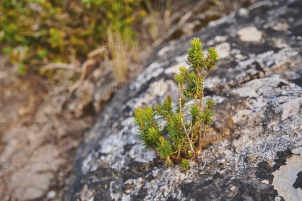 Black crowberry (Empetrum nigrum) growing at Mount "La Talaia del Montmell" at evening, Catalonia,