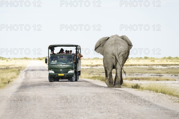 African elephant bull walking towards safari vehicle on a gravel road. Etosha National Park,