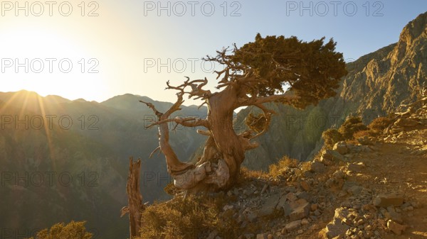 Bizarre gnarled tree, narrow hiking path, Gingilos, hiking on the Gingilos, morning light, back