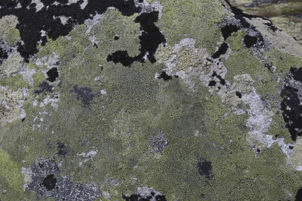Map lichen (Rhizocarpon geographicum) on a stone, Lapland, Norway, Scandinavia, Europe