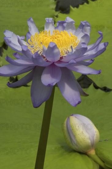 Giant water lily (Nymphaea gigantea), giant water lily