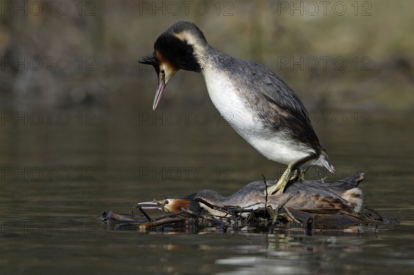 Great Crested Grebes (Podiceps cristatus), pair, mating, Lower Saxony, Great crested grebe pair,