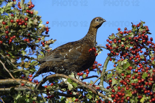 Red Grouse (Lagopus lagopus scoticus), Northumberland, England, Willow Grouse