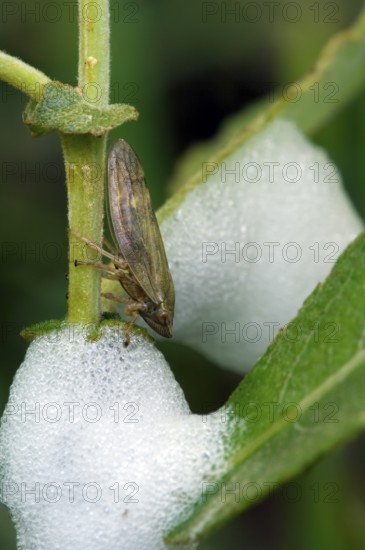 Meadow spittlebug, Meadow froghopper (Philaenus spumarius), Meadow froghopper cicada, Cicada,