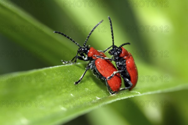 Lily chicken, pair, copulating (Liloceris lilii), Germany, Europe