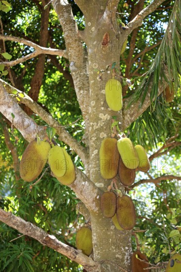 Jackfruit tree (Artocarpus heterophyllus), Nosy Komba, Madagascar, Africa