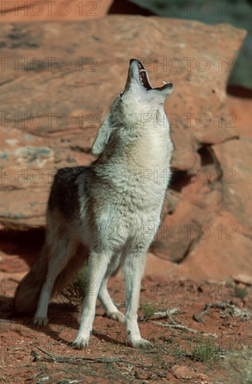 Coyote (Canis latrans), Utah, USA, North America