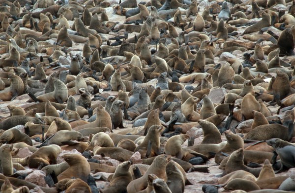 South African fur seal (Arctocephalus pusillus) colony, Cape Cross, pygmy fur seal, cape fur seal,