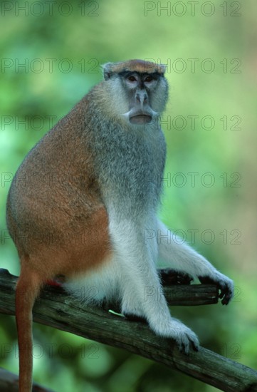 Great Spectacled Monkey, white nose hussar monkey (Erythrocebus patas pyrrhonotus)
