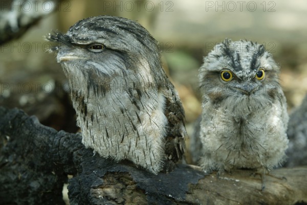 Tawny Frogmouth (Podargus strigoides) with young, Australia, Eulenschwalm mit Jungvogel, Australien