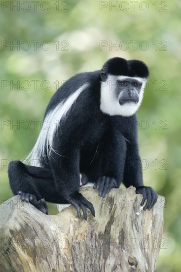 Angolan black and white (colobus) monkey, male, angola colobus (Colobus angolensis), Angola guereza