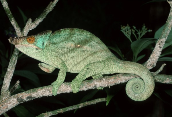 Parson's Chameleon, male, Madagascar (Chamaleo parsonii), side