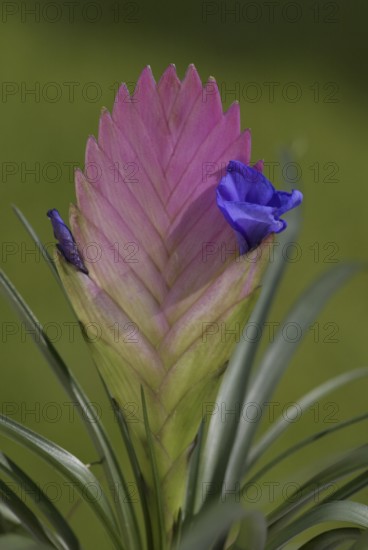 Bromeliad (Tillandsia cyanea)