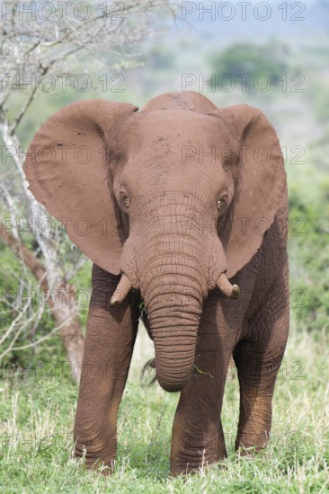 African bush elephant (Loxodonta africana) covered with red soil walking in the savannah, Kwazulu