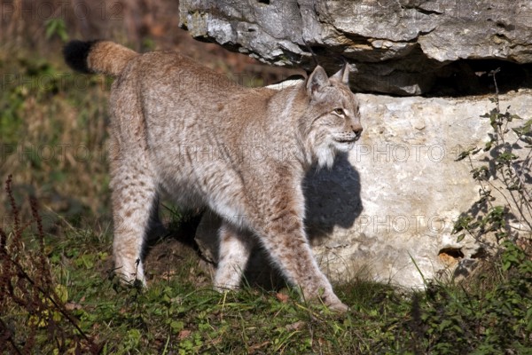 Lynx, captive, Bad Mergentheim Wildlife Park, Baden-Württemberg, Germany, Europe