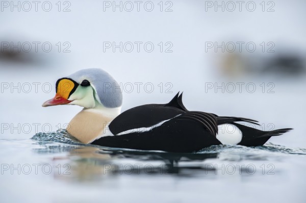 King eider (Somateria spectabilis), also known as King Eider, portrait male, Batsfjord, Båtsfjord,