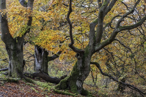 Old copper beeches (Fagus sylvatica) in the Hutewald Halloh, Hesse, Lower Saxony