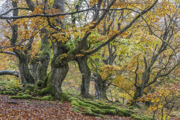 Old copper beeches (Fagus sylvatica) in the Hutewald Halloh, Hesse, Lower Saxony
