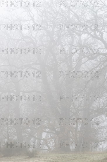 English oaks (Quercus robur) in Nebel, Emsland, Lower Saxony, Germany, Europe