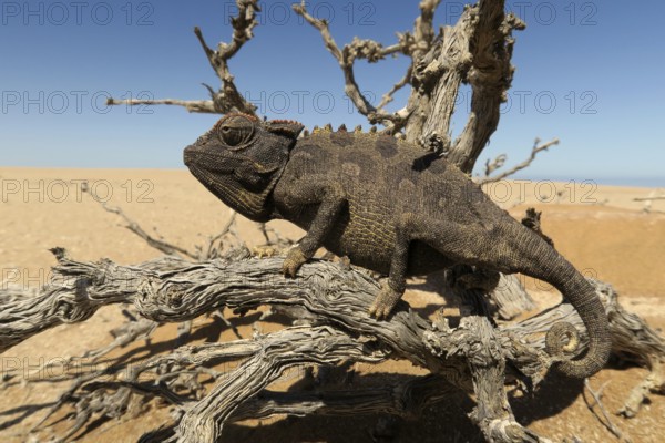 Namaqua Chameleon (Chamaeleo namaquensis), Namib Desert in Swakopmund, Namibia, Africa