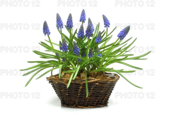 Grape Hyacinth (Muscari)