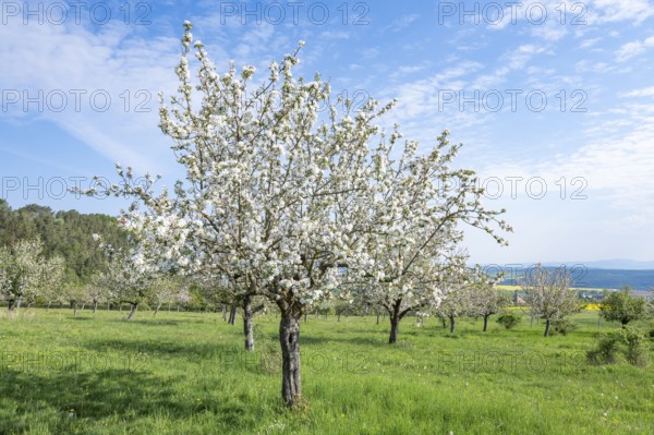 Orchard meadow, apple trees (Malus domestica), cultivated apple, flowering, UNESCO Biosphere