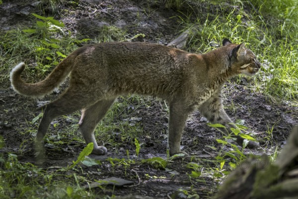 Asian golden cat, Temminck's cat, Asiatic golden cat (Catopuma temminckii) foraging in forest,