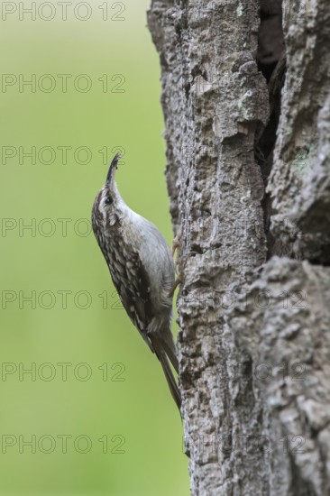 Short-toed treecreeper (Certhia brachydactyla) foraging for invertebrates on bark of tree trunk in