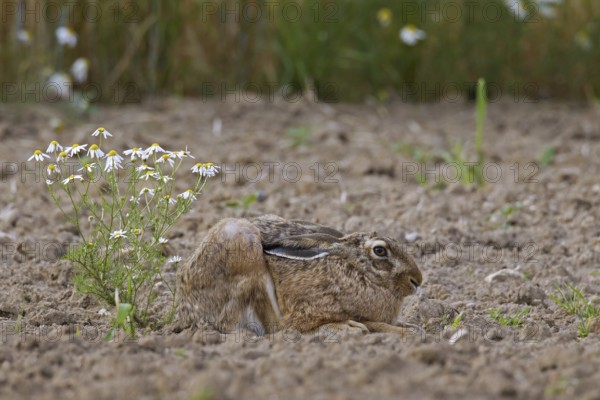 European Brown Hare (Lepus europaeus) lying hidden and camouflaged in ploughed field with ears flat