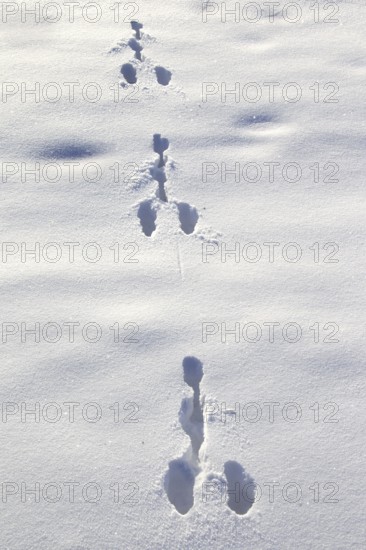 European hare (Lepus europaeus) footprints in the snow in winter, Germany, Europe