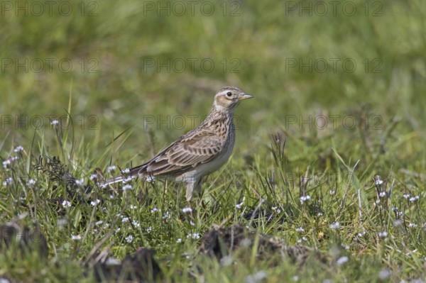 Eurasian skylark (Alauda arvensis) foraging in field, meadow in spring