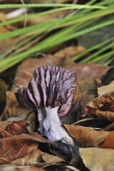Amethyst deceiver (Laccaria amethystea) fungus amongst autumn leaves on the forest floor
