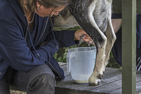 Farmer hand milking goat by massaging and pulling down on the teats of the udder, squirting the