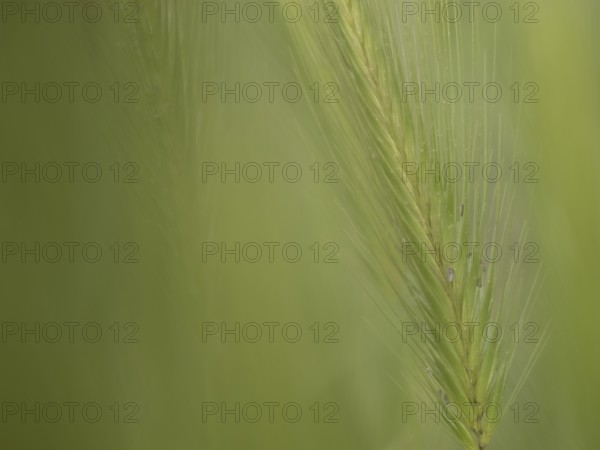 Photographic art, depiction by blurred blur of the ear of barley (Hordeum vulgare), Extremadura,