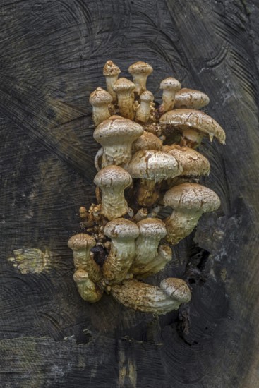 Wood-rotting scalycap, destructive pholiota, poplar pholiota (Pholiota populnea) (Hemipholiota