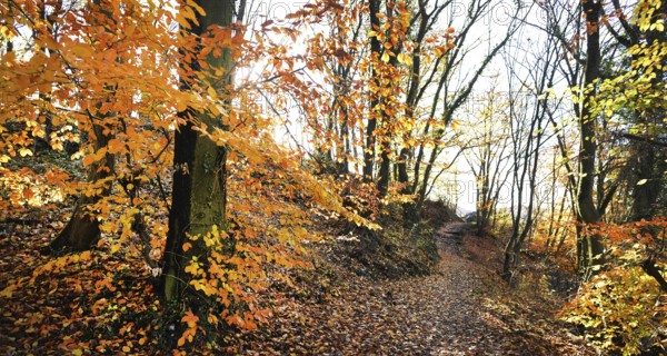 Autumn atmosphere, forest, Iserlohn, Germany, Europe