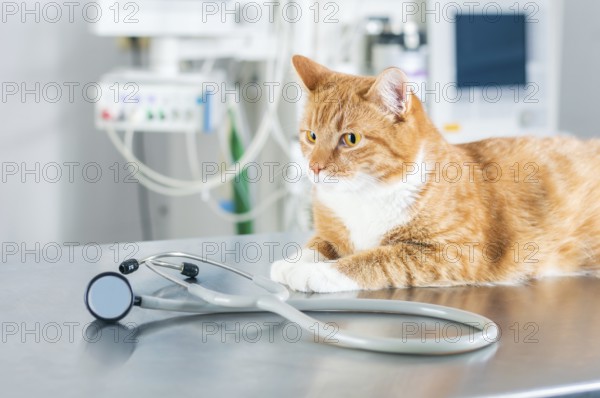 Portrait of a funny ginger cat on the table in the operating room. Veterinary medicine concept.
