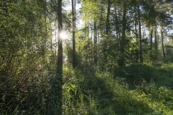 Mixed forest, Sonnenstern, Barnbruch Forest nature reserve, Lower Saxony, Germany, Europe