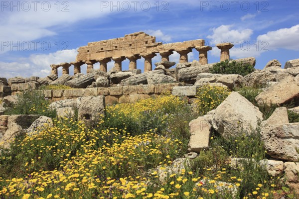 Selinunte, remains of the temples of the acropolis in the archaeological site of Selinunte, Trapani
