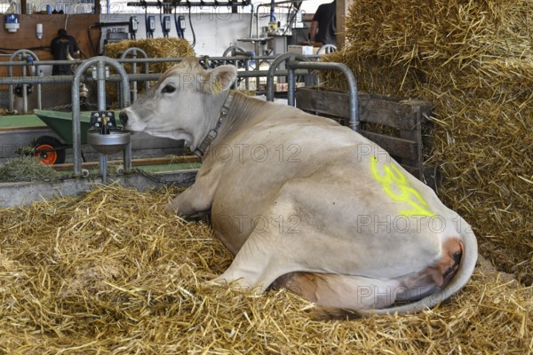 Brown Swiss dairy cow without horns