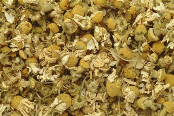 Dried blossoms of the true camomile (Matricaria recutita) medicinal plant, true camomile, can