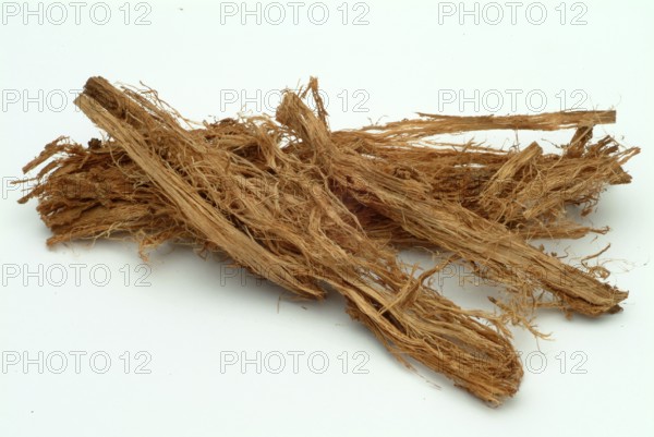Incha, queen sago, is a species of palm fern, sago palm fern, Cycas cireinnalis, medicinal plant,