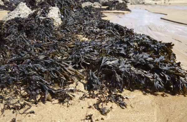 Bladder wrack (Fucus vesiculosus) on the beach of Plévenon, Côtes-d'Armor, Brittany, France, Europe